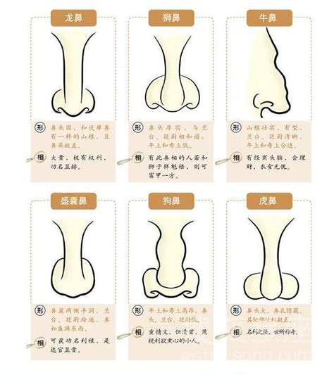 富貴鼻 面相